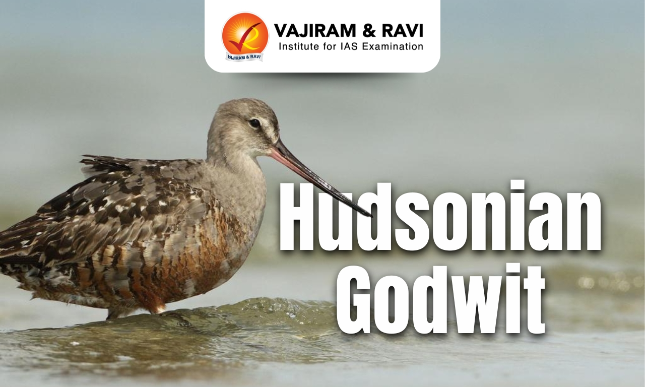 Hudsonian Godwit