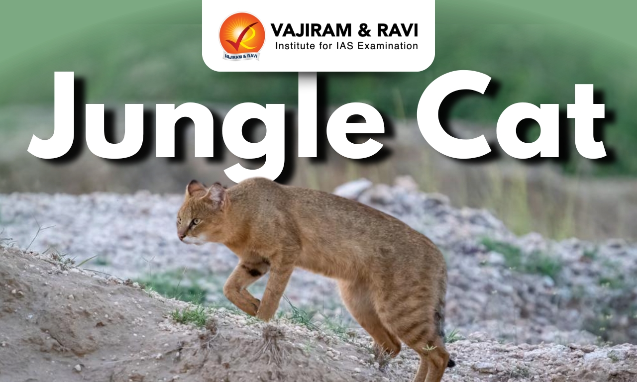 Jungle cat