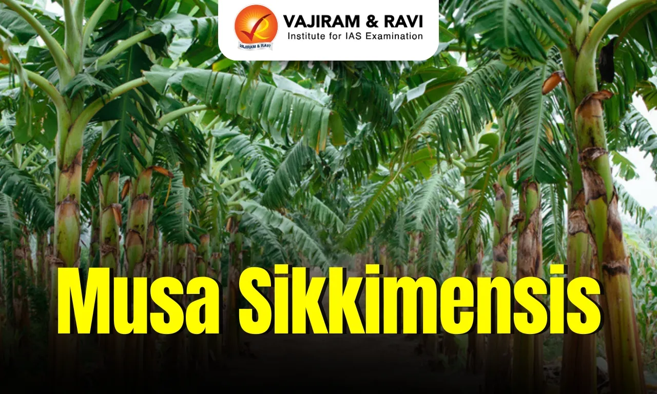 Musa sikkimensis