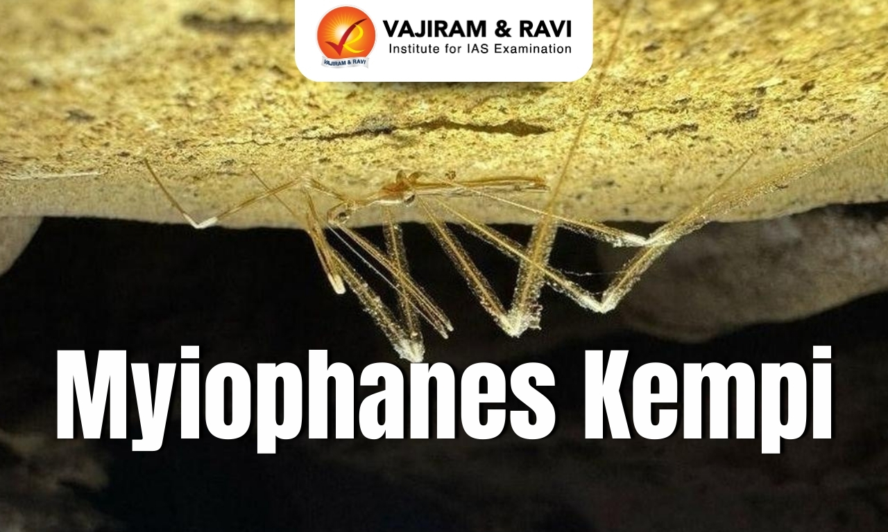 Myiophanes kempi