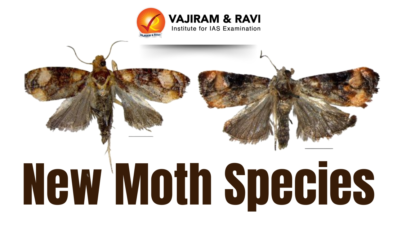New Moth Species