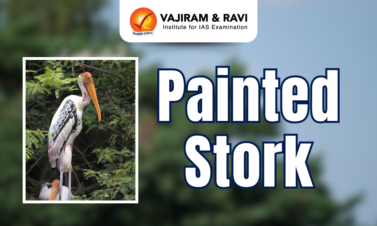 Painted Stork