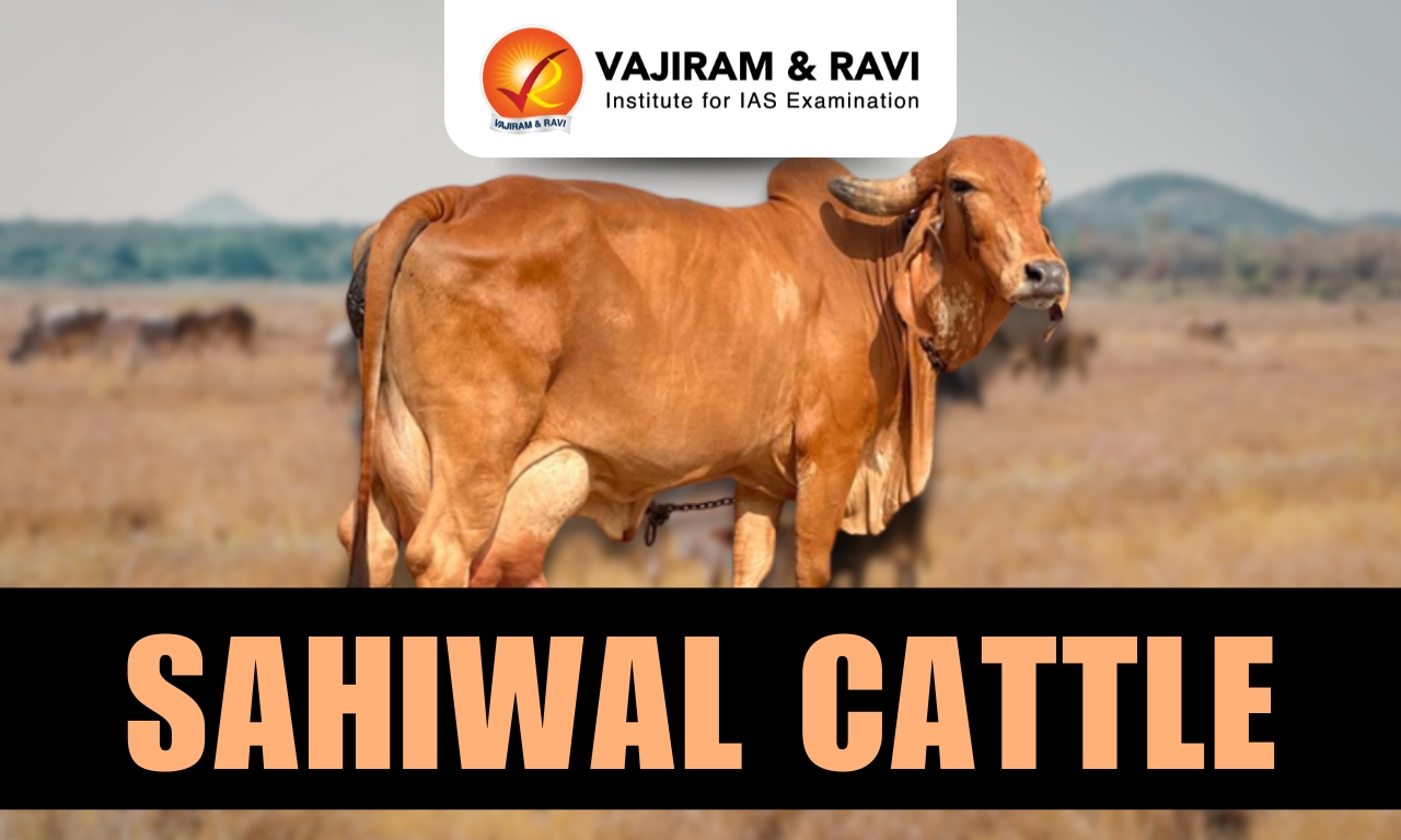 Sahiwal Cattle