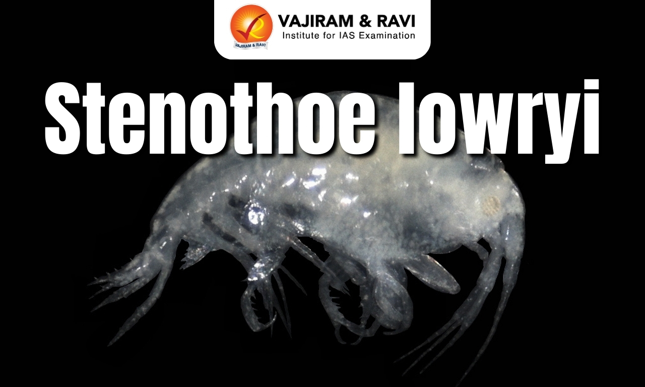 Stenothoe lowryi