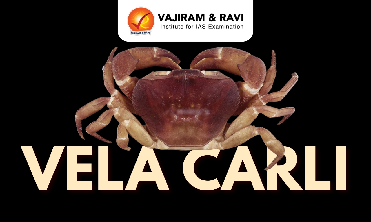 Vela carli