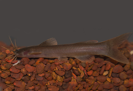 Amblyceps vayavy