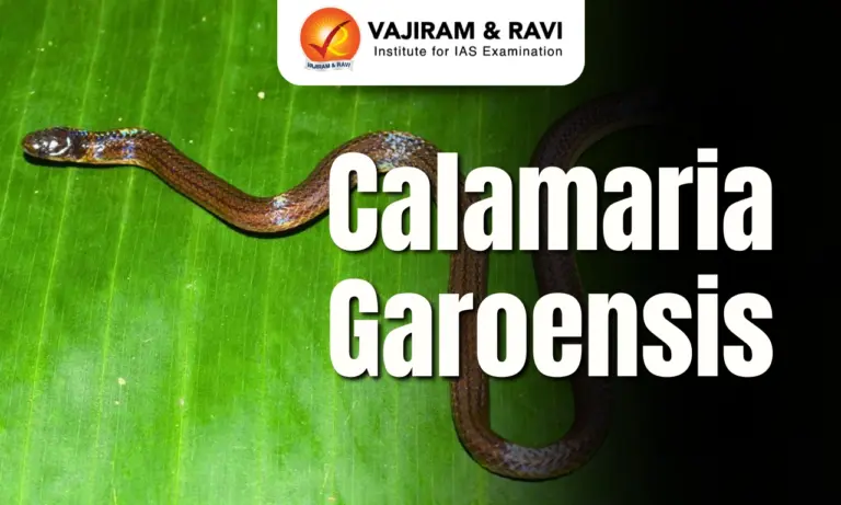 Calamaria garoensis
