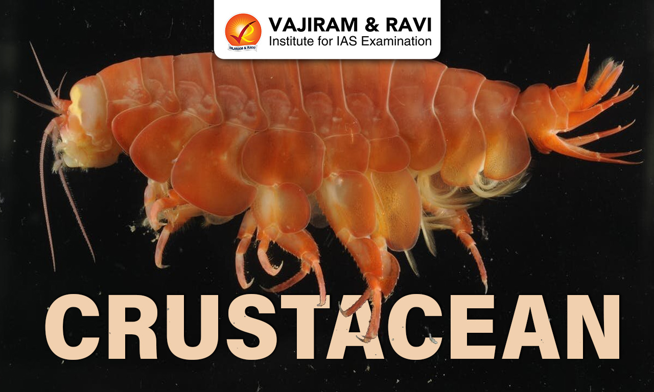 Crustacean