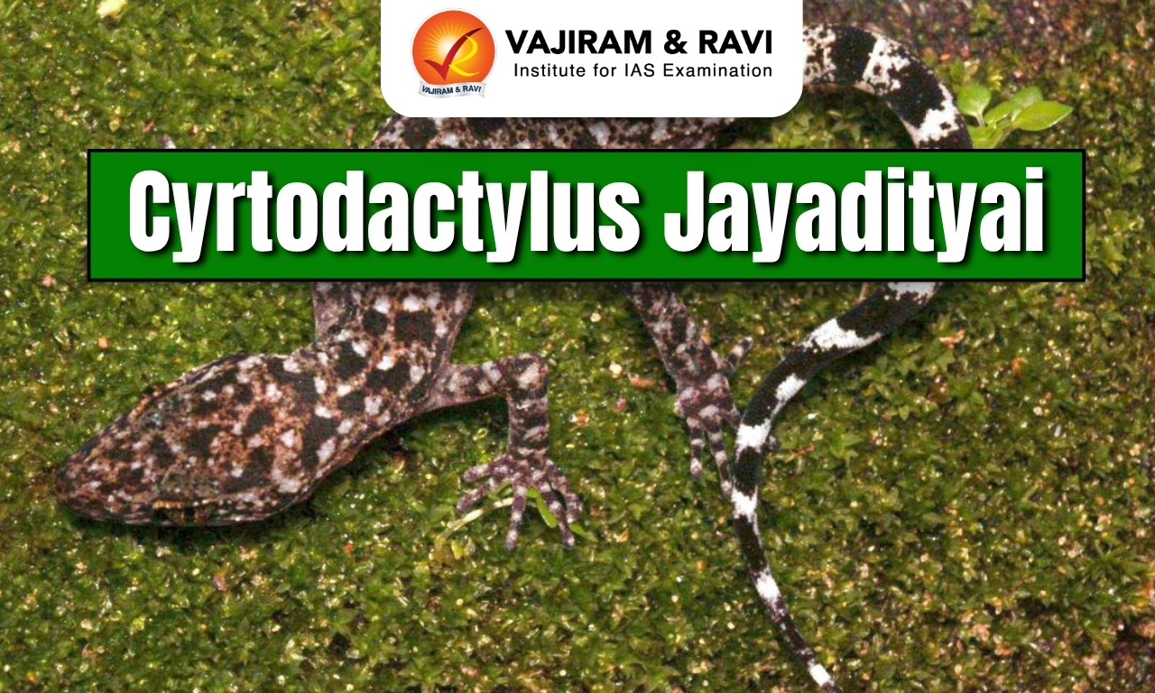 Cyrtodactylus jayadityai