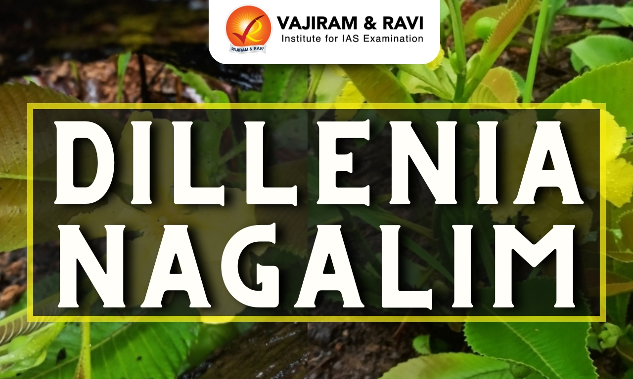 Dillenia nagalim
