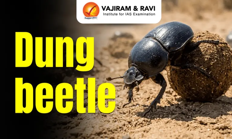 Dung Beetle