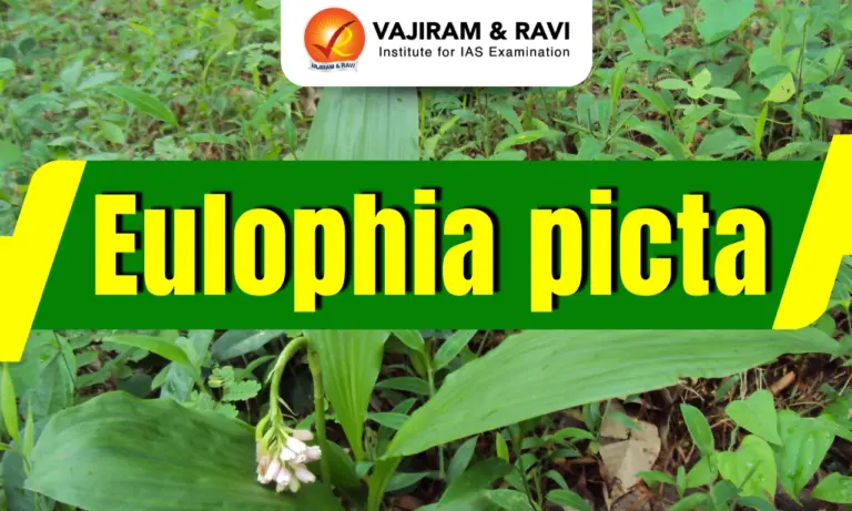 Eulophia picta