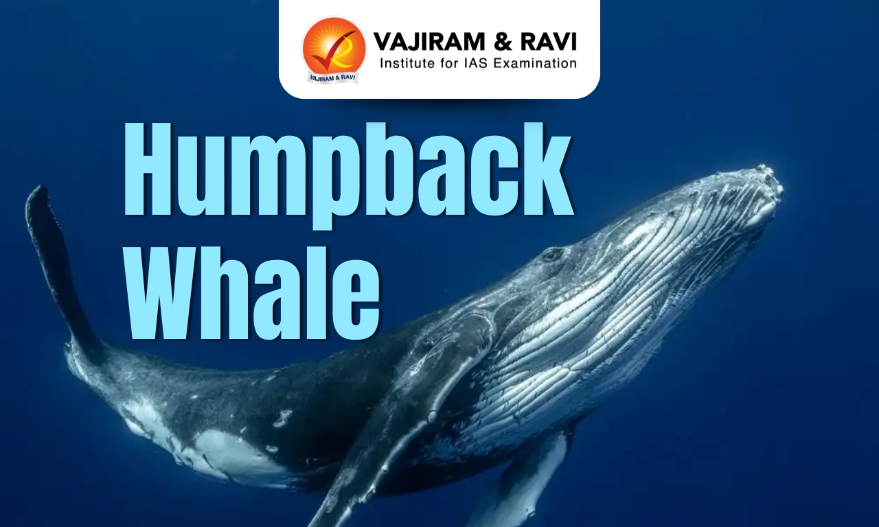 Humpback Whale