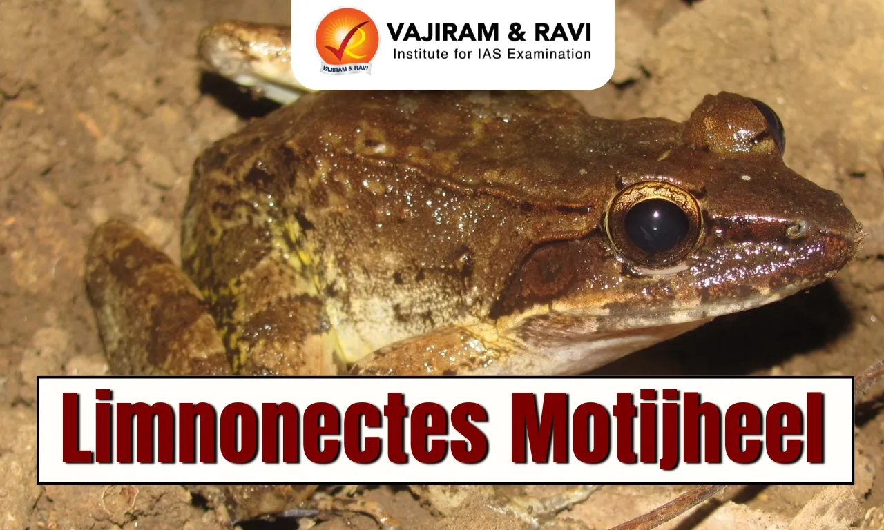 Limnonectes motijheel