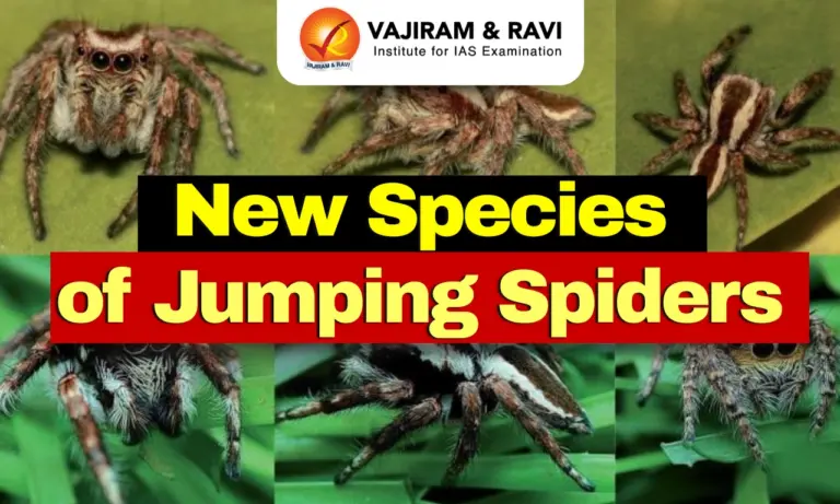 New Species of Jumping Spiders