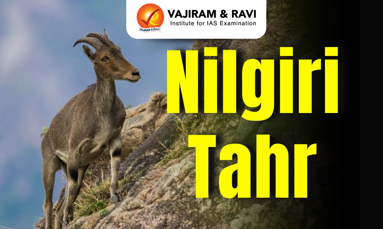 Nilgiri Tahr