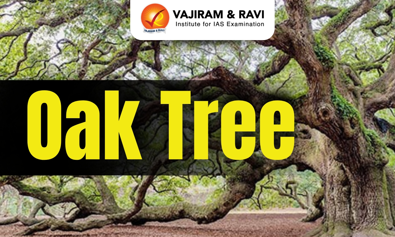 Oak Tree
