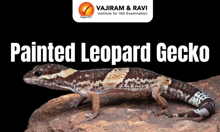 Painted Leopard Gecko