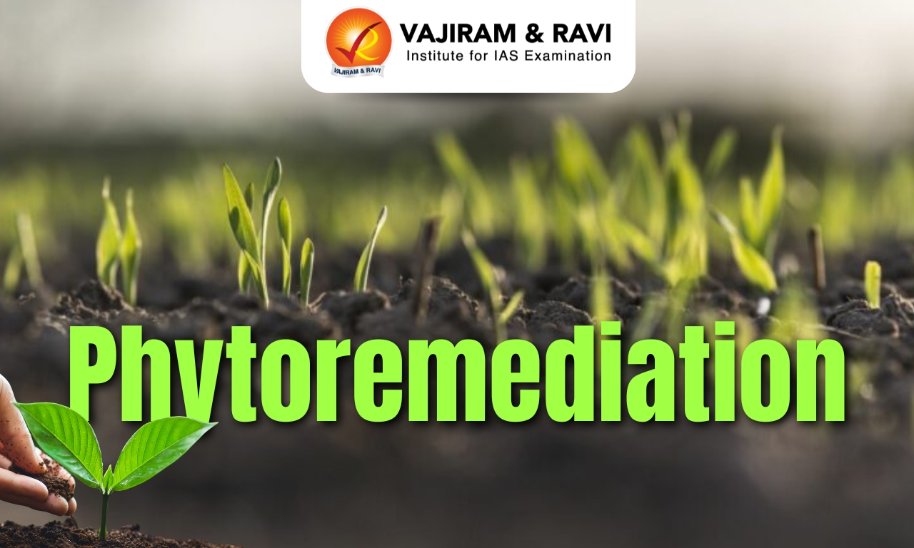 Phytoremediation