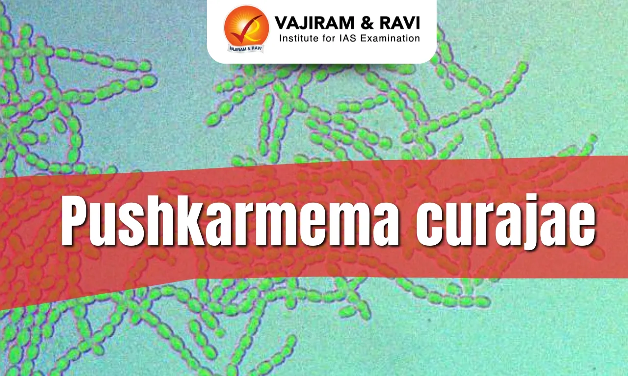Pushkarmema curajae