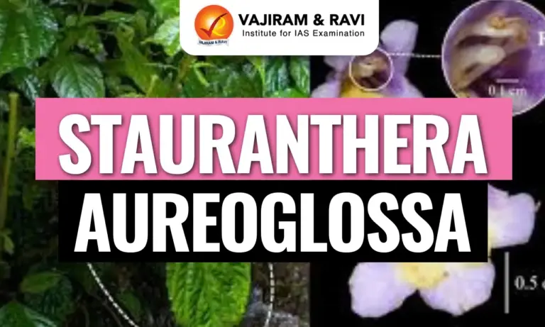 Stauranthera aureoglossa