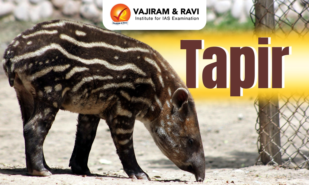 Tapir