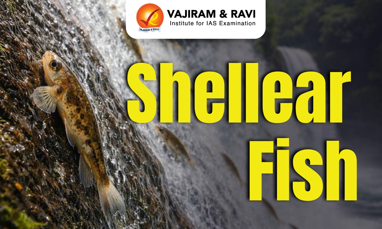 Shellear fish