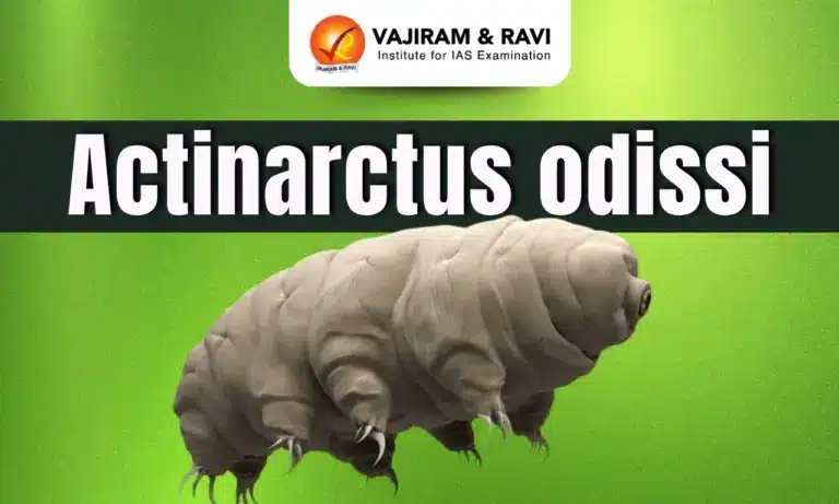 Actinarctus odissi