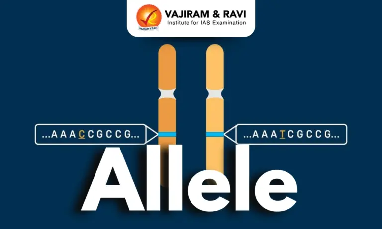 Allele