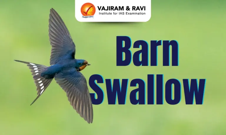 Barn Swallow