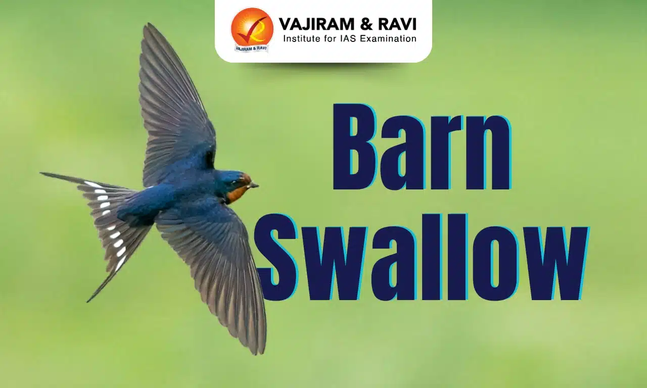 Barn Swallow
