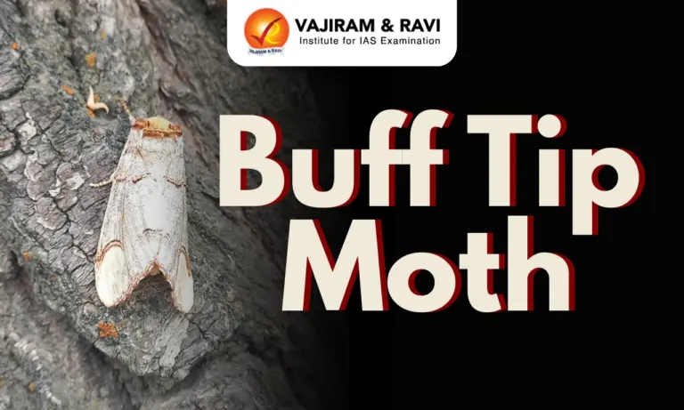 Buff Tip Moth