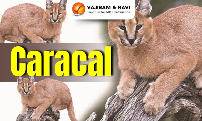 Caracal