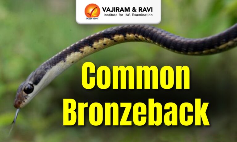 Common Bronzeback
