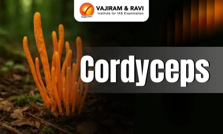 Cordyceps