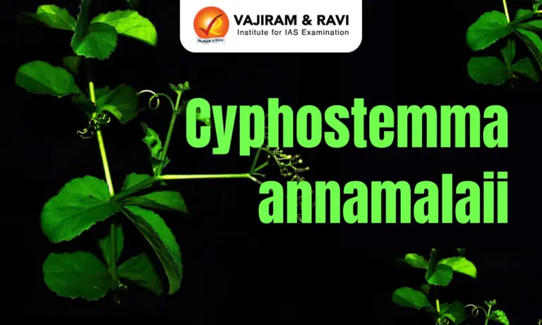 Cyphostemma annamalaii