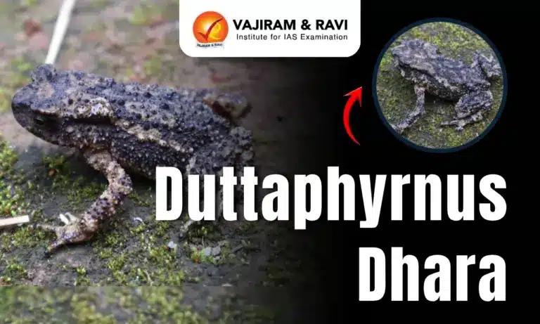 Duttaphyrnus dhara