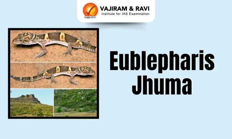 Eublepharis jhuma