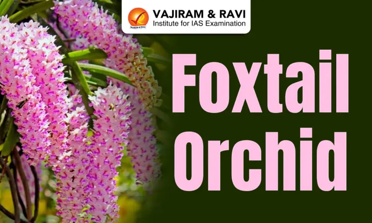 Foxtail Orchid