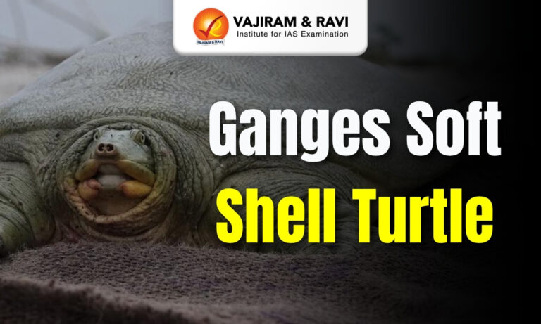 Ganges Soft-shell Turtle
