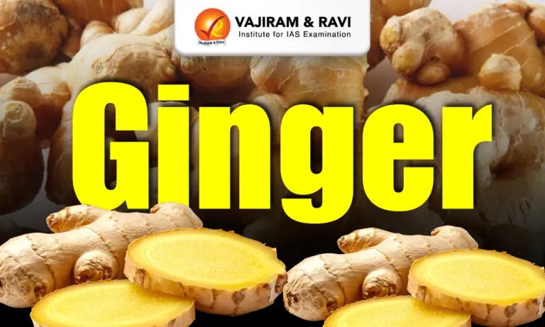 Ginger