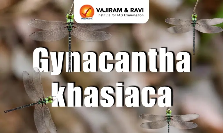 Gynacantha khasiaca