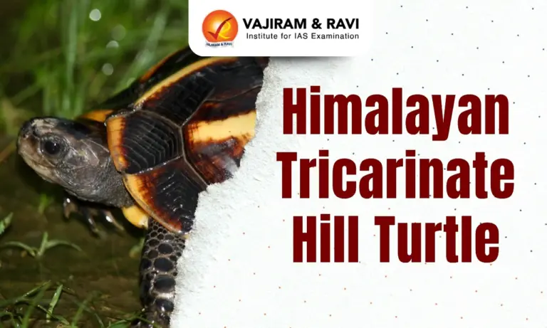 Himalayan Tricarinate Hill Turtle