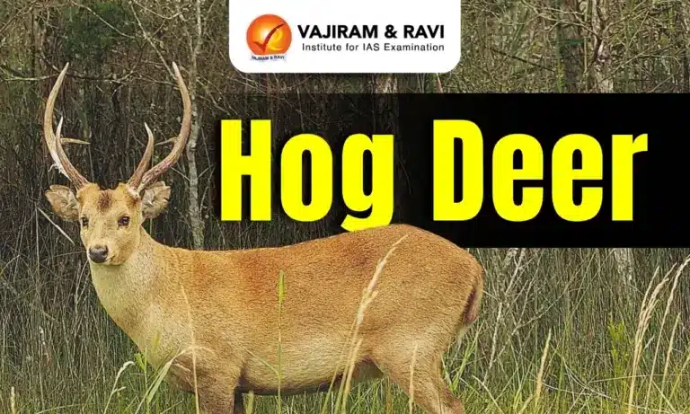Hog Deer