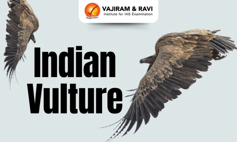 Indian vulture