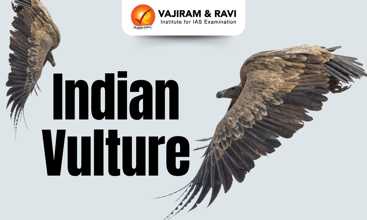 Indian vulture
