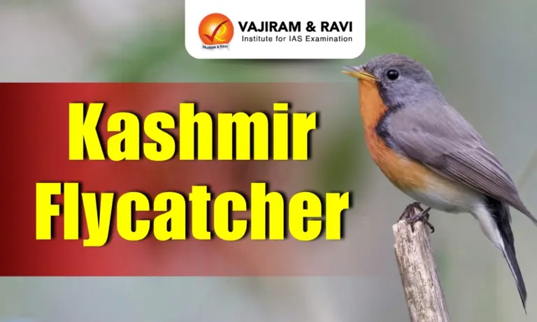 Kashmir Flycatcher