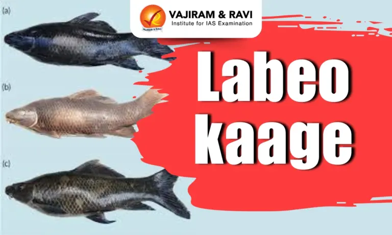 Labeo kaage