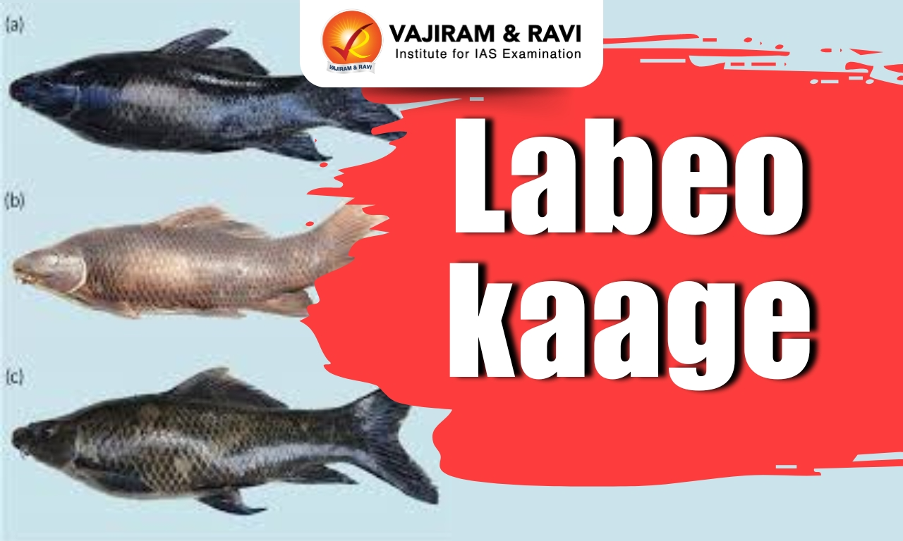 Labeo kaage