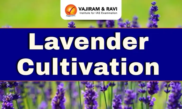 Lavender Cultivation